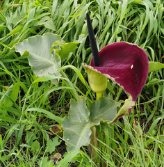 Arum palaestinum