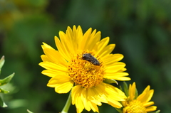 Acmaeodera