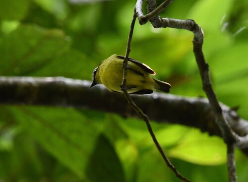 Yellow-bellied Tyrannulet (Ornithion semiflavum)
