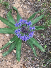 Scilla peruviana
