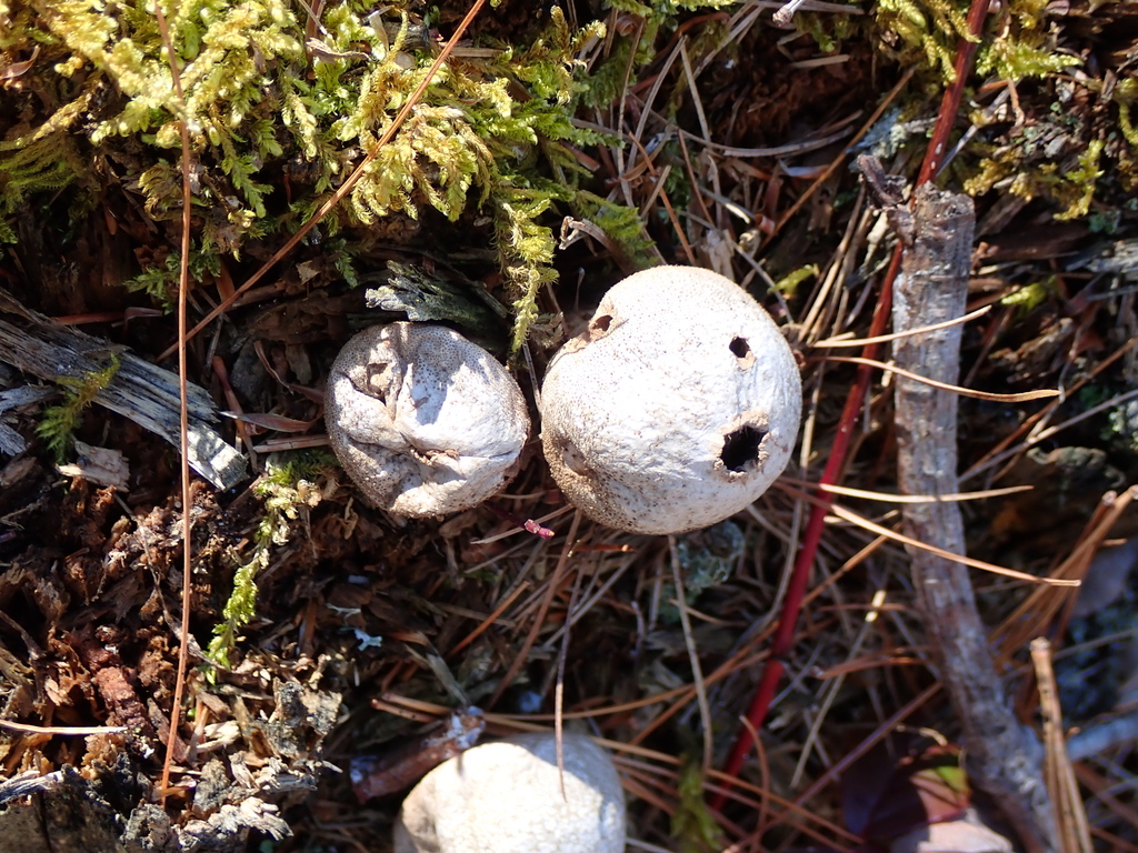 Apioperdon pyriforme · April 2026 · photo: © lynnharper (iNaturalist, cc-by-nc)