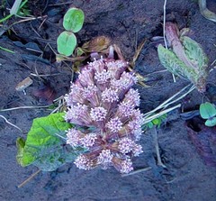 Petasites hybridus