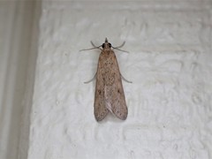 Achyra affinitalis