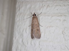 Achyra affinitalis