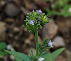 Linaria micrantha