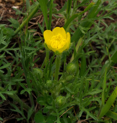 Ranunculus millefolius
