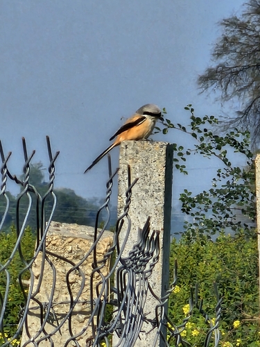Long-tailed Shrike