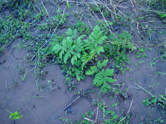 Heracleum mantegazzianum