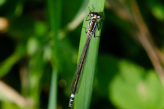 Coenagrion lunulatum