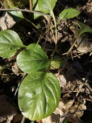 Pyrola rotundifolia