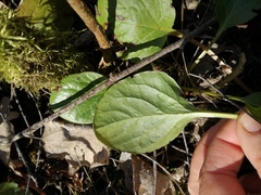 Pyrola rotundifolia