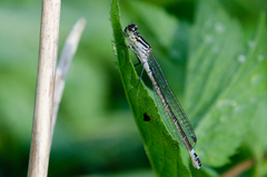 Coenagrion lunulatum