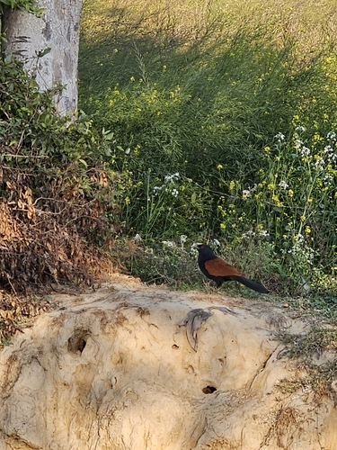 Greater Coucal