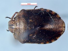 Eurygaster alternata