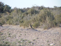 Oreopholus ruficollis