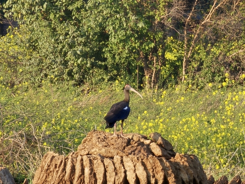 Red-naped Ibis