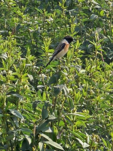 Siberian Stonechat