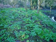 Heracleum mantegazzianum