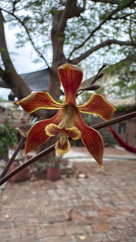 Encyclia diota (Lindl.) Schltr. 2