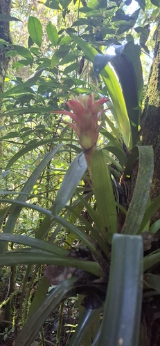 Scarlet-star (Guzmania lingulata)