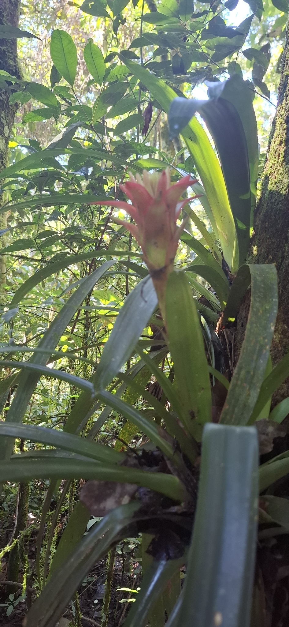 Scarlet-Star (Guzmania lingulata)