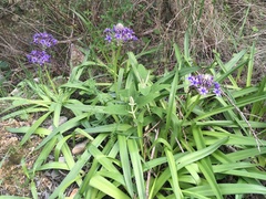 Scilla peruviana