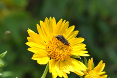 Acmaeodera