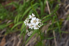 Achillea impatiens