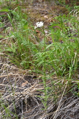 Achillea impatiens