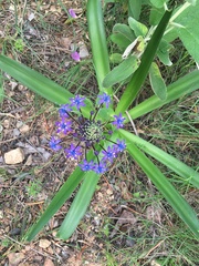 Scilla peruviana