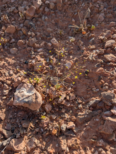 Eriogonum trichopes, photograph 6
