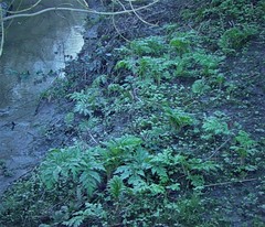 Heracleum mantegazzianum
