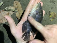 Amphilophus citrinellus