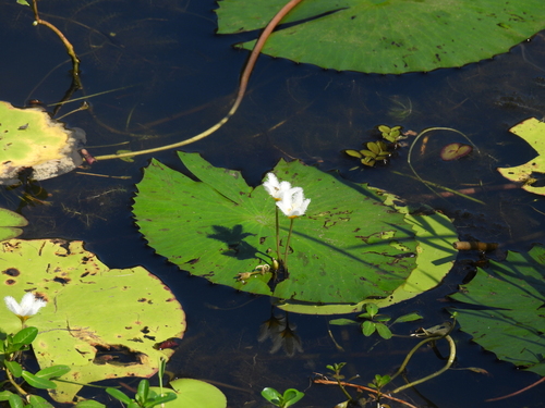 Water Snowflake (Nymphoides indica)