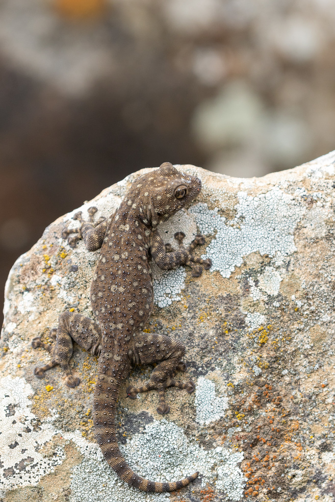 Northern Fan-Footed Gecko