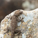 Levant Fan-fingered Gecko - Photo (c) Igal, some rights reserved (CC BY-NC), uploaded by Igal