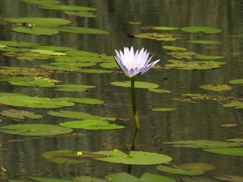 Star Lotus (Nymphaea nouchali)