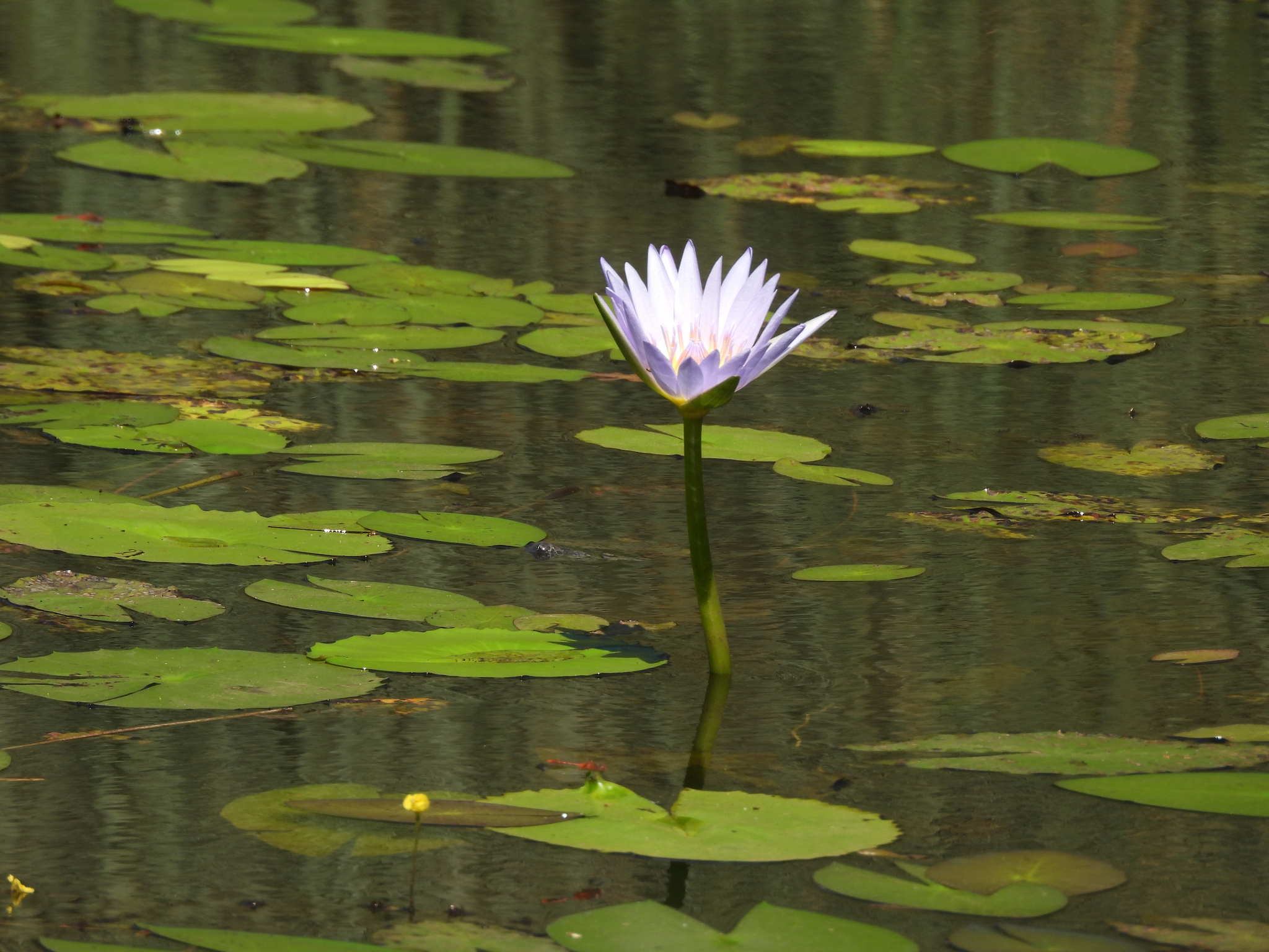 Star Lotus (Nymphaea nouchali)