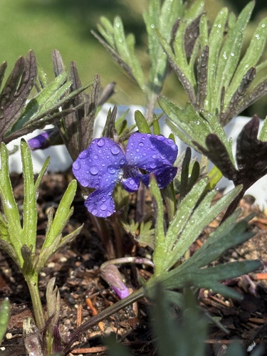 Prairie Violet (Viola pedatifida)