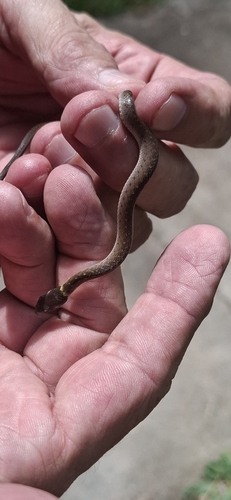 Royal Ground Snake