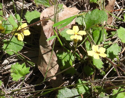 Star Goodenia (Goodenia rotundifolia)