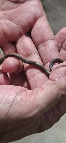 Royal Ground Snake