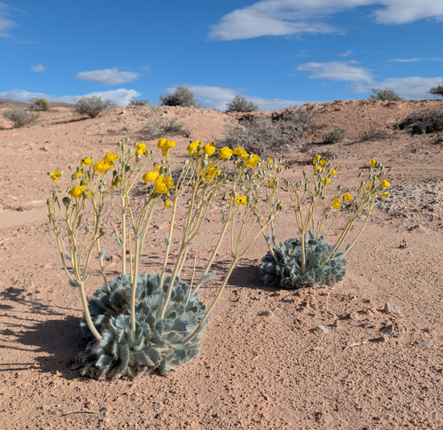 Las Vegas Bearpoppy (Arctomecon californica)