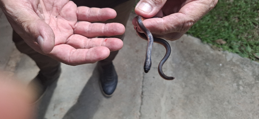 Two-colored Mussurana