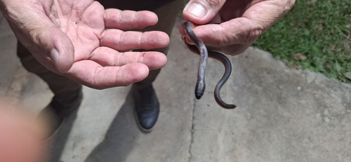 Two-colored Mussurana