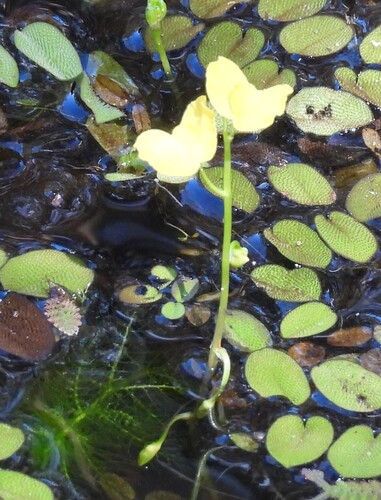Golden Bladderwort (Utricularia aurea)