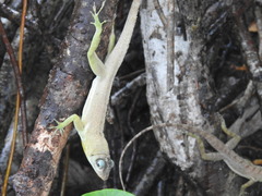 Anolis richardii