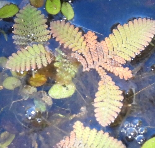 Feathered Mosquitofern (Azolla pinnata)