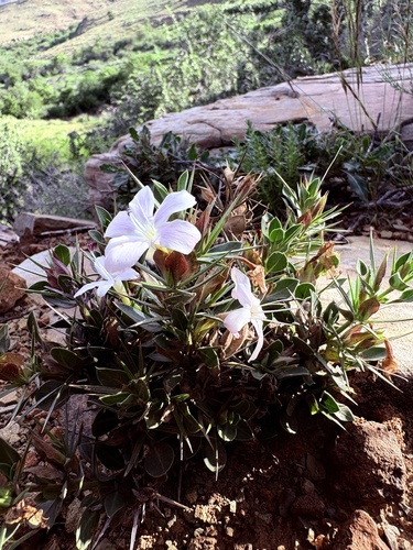 Karoo Bushviolet (Barleria stimulans)