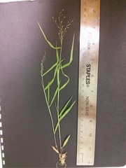 Dichanthelium dichotomum
